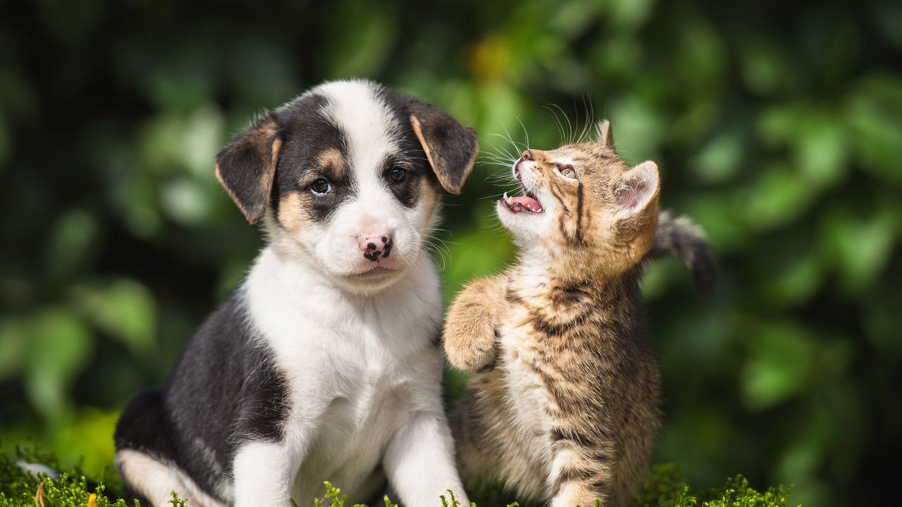 Impfungen bei Hund und Katze ausleiten