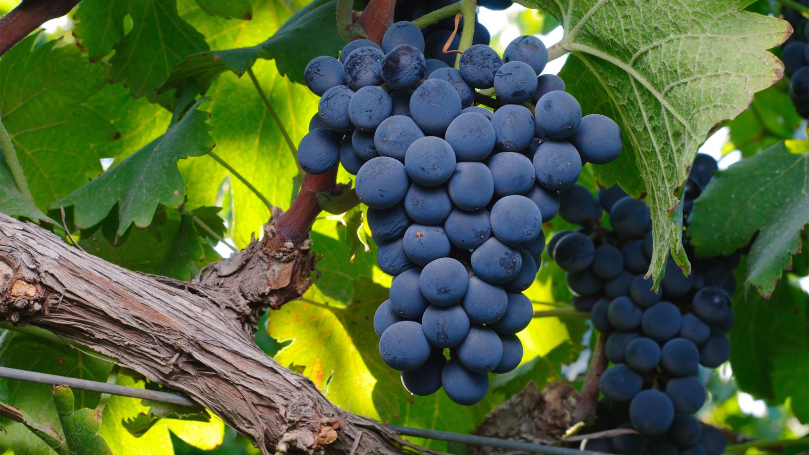 Weintrauben – gesunde Superfrüchte